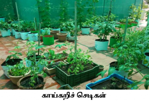 மாடித் தோட்டமும் கொரோனாவும்