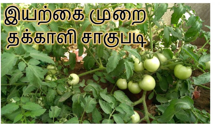 இயற்கை முறையில் தக்காளி சாகுபடி செய்யும் முறை!!