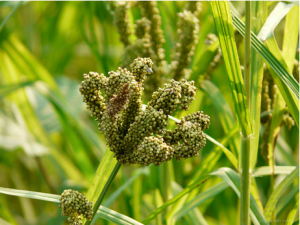 கேழ்வரகில் கொள்ளை நோயும் அதன் மேலாண்மை முறைகளும்
