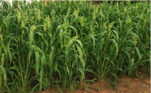மருத்துவ குணம் குன்றாத குதிரைவாலி சாகுபடி தொழில்நுட்பங்கள்