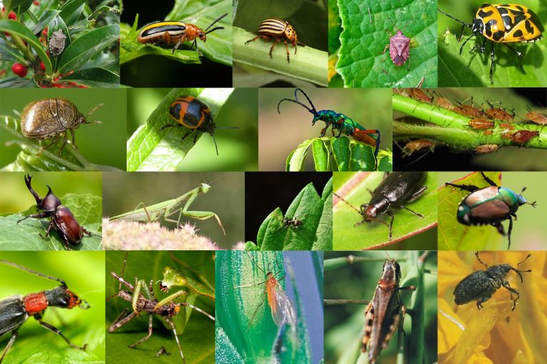 நன்மை செய்யும் பூச்சிகள்