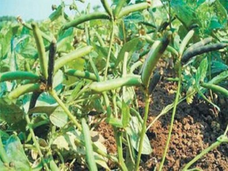 உளுந்து பயிரைத் தாக்கக்கூடிய உழவனின் கண்காணா எதிரி