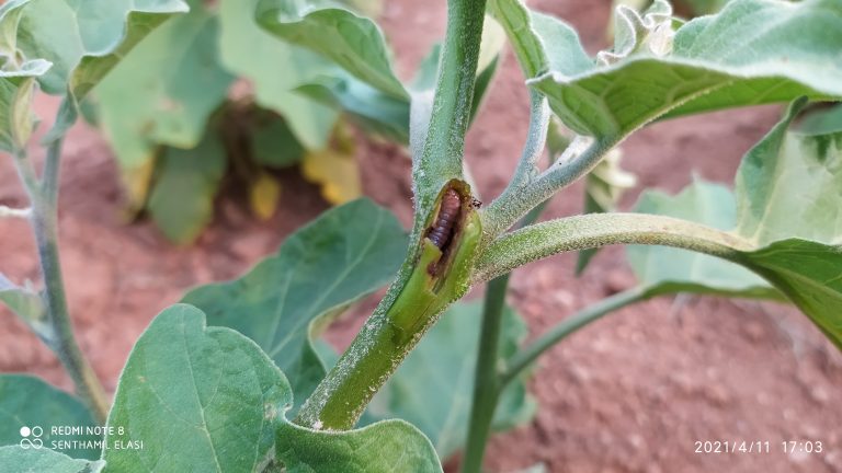 கத்திரிக்காய் பயிரில் கொழுந்து மற்றும் காய்ப்புழு மேலாண்மை