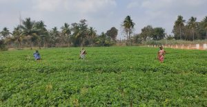 ஆனிப்பட்டத்தில் நிலக்கடலை பயிரிட ஏற்ற ரகங்கள்