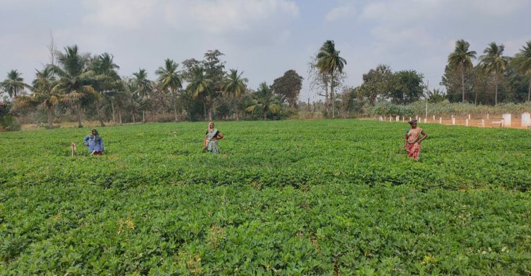 ஆனிப்பட்டத்தில் நிலக்கடலை பயிரிட ஏற்ற ரகங்கள்
