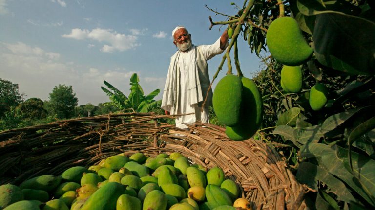 இந்தியாவின் மாம்பழ மனிதர்