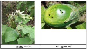கத்தரியில் குருத்து மற்றும் காய் துளைப்பான் ஒருங்கிணைந்த பூச்சி மேலாண்மை