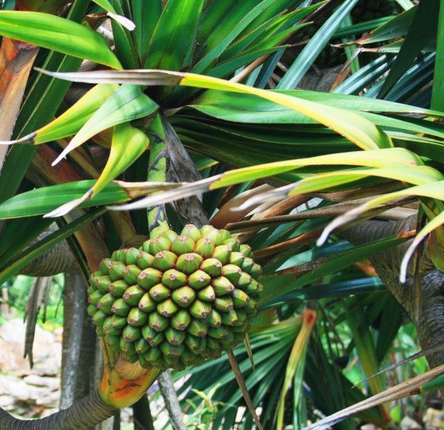 cropped-hala-tropical-fruit.jpg