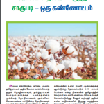 கோடை இறவைப் பருத்தி சாகுபடி – ஒரு கண்ணோட்டம்