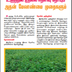 உளுந்தில் இலை நெளிவு நோயும் அதன் மேலாண்மை முறைகளும்