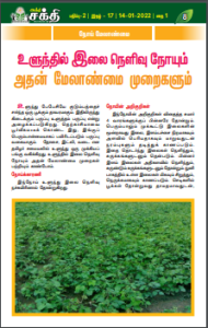உளுந்தில் இலை நெளிவு நோயும் அதன் மேலாண்மை முறைகளும்
