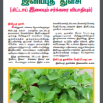 இனிப்புத் துளசி (மிட்டாய் இலையும் சர்க்கரை வியாதியும்)