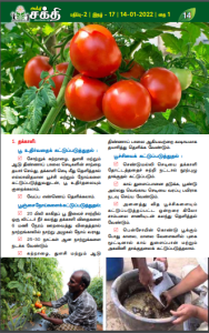 தொழில்நுட்பம் – பாரம்பரிய வேளாண் தொழில்நுட்பத்தின் (ITK) மூலம் தக்காளி மற்றும் கத்தரியில் விளைச்சலை அதிகரிக்க வழிமுறைகள்