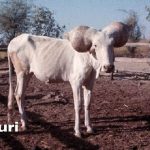 தண்ணீரில் வாழும் அதிசய மாடு- குரி