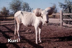 தண்ணீரில் வாழும் அதிசய மாடு- குரி