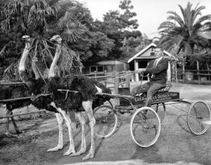 பறவை பேருயிர் – நெருப்புக் கோழி