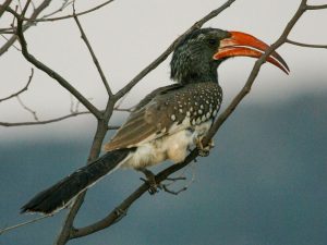 மான்டைரோவின் இருவாச்சி