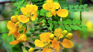 ஆவாரம் பூ செடியின் மருத்துவ பயன்கள்