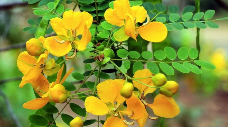 ஆவாரம் பூ செடியின் மருத்துவ பயன்கள்