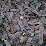 சிகைக்காயின் மருத்துவப் பயன்கள் – மருத்துவர் பாலாஜி கனகசபை