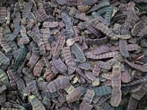 சிகைக்காயின் மருத்துவப் பயன்கள் – மருத்துவர் பாலாஜி கனகசபை