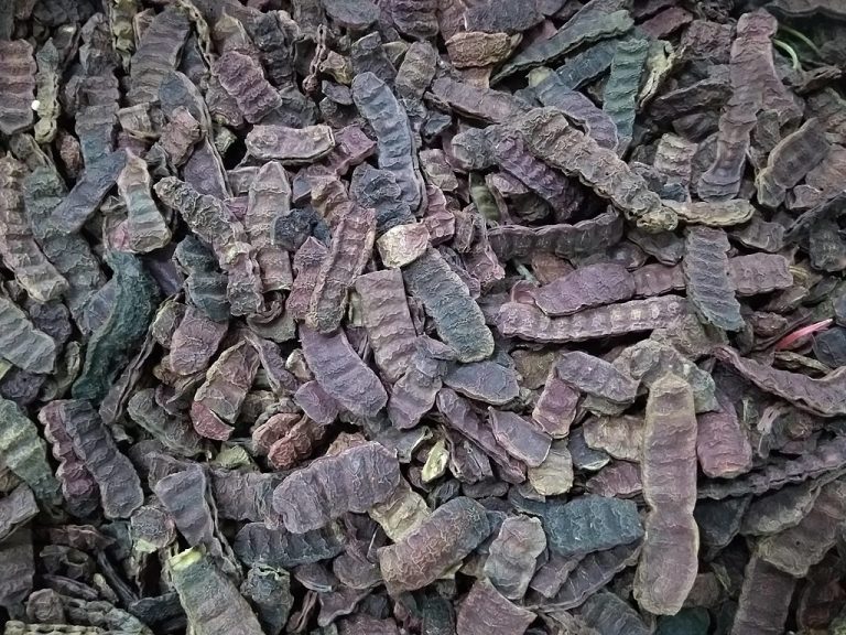 சிகைக்காயின் மருத்துவப் பயன்கள் – மருத்துவர் பாலாஜி கனகசபை