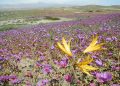 டெஸியெர்டோ ஃபுளோரிடா (Desierto Florido)