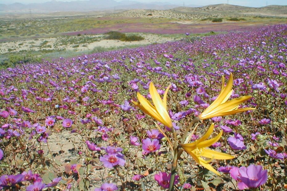 டெஸியெர்டோ ஃபுளோரிடா (Desierto Florido)